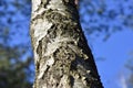 Natural background of the birch tree trunk bark. White wood texture Royalty Free Stock Photo