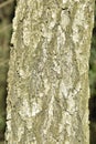 Natural background of the birch tree trunk bark. White wood texture Royalty Free Stock Photo