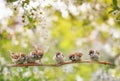 Natural background with birds, sitting on branches with white cherry blossoms in spring in may Sunny garden Royalty Free Stock Photo