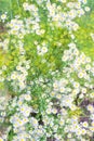 Natural background with blooming dill