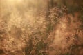 Natural background blur, at dawn, golden, grass, dew Royalty Free Stock Photo
