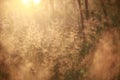 Natural background blur, at dawn, golden, grass, dew Royalty Free Stock Photo