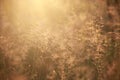 Natural background blur, at dawn, golden, grass, dew Royalty Free Stock Photo