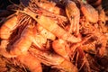 Natural background of boiled shrimp Royalty Free Stock Photo