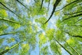 Natural background bottom view of the crowns and the tops of birch trees stretch to the blue clear sky with bright green young