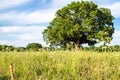 Bottom view of green meadow with old oak tree Royalty Free Stock Photo