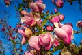 Natural background with a branch of blooming pink magnolia against blue sky. Magnolia tree blossom. Magnolia flowers in Royalty Free Stock Photo