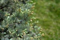 Natural background branch spruce, fir tree.