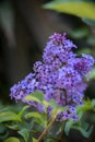 Natural background, bright flowers of a spring lilac bush. Purple lilac flowers in close-up on a blurred background.