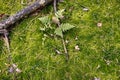 Natural background with bright green moss and dry pine needles