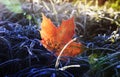 Natural background with bright orange maple leaf lying on the gr Royalty Free Stock Photo