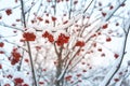Natural background. Bright red berries of mountain ash covered with snow Royalty Free Stock Photo