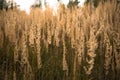 Natural background: bright wildflowers, ear and spikelets in rays of setting sun on field. Nature ecology and Healthy environment Royalty Free Stock Photo