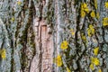 Natural background, brown textured bark, alive and growing, natural and natural curves and patterns