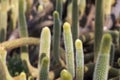 Natural background cactus