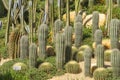 Natural background cactus in garden