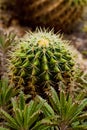 background with cactus texture, a plant with thorns Royalty Free Stock Photo