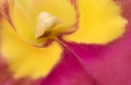 Natural background of cattleya orchids and close-up of beautiful pollen for abstract background