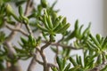 Close-up, Crassula ovata gollum on white background in shadows, native South Africa