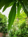 Natural background, close up of some mango leaves with their texture