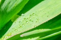 Natural background with close up view of green wide leaf with little shining rain drops on bright sunlight. Green leaves