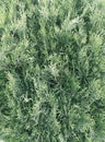 Natural Background closeup of Thuja decorative plant in garden Royalty Free Stock Photo