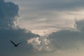 Natural background of colorful dramatic blue sky during sunset time with flying birds Royalty Free Stock Photo