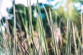 Natural background. Colorful grass on the top of the full-frame Royalty Free Stock Photo