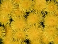 Natural background composed of many flower heads of common dandelion, Taraxacum officinale