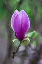 Natural background concept: pink magnolia bud close up, there are raindrop on the petal, blur Royalty Free Stock Photo