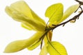 Natural background concept: yellow magnolia flower on tree branche, white background