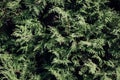 Natural background from coniferous branches. Green wall shrubbery Royalty Free Stock Photo