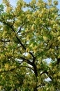 A natural background consisting of a crown of a blossoming white acacia.