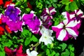 The natural background consists of several petunia flowers of different colors.