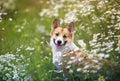 Natural background with cute Corgi dog puppy sitting on a summer Sunny meadow surrounded by white Daisy flowers Royalty Free Stock Photo