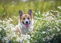 Natural background with cute Corgi dog puppy sitting on a summer Sunny meadow surrounded by white Daisy flowers with a smile Royalty Free Stock Photo