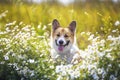 Natural background with cute Corgi dog puppy sitting on a summer Sunny meadow surrounded by white Daisy flowers with a smile Royalty Free Stock Photo