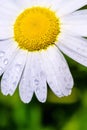 Natural background.Daisy with drops of dew. Royalty Free Stock Photo