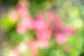 Natural background of defocused park or bokeh