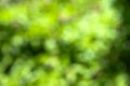 Natural background of defocused park or bokeh