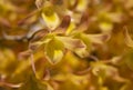 Natural background of Dendrobium friedericksianum orchids with pinkish-yellow petals and blooming in the garden.
