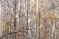 Dense bare tree trunks in city park in late fall Royalty Free Stock Photo