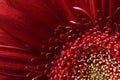 Natural background. Details of red flower Gerber macro photography. Macro view of abstract nature texture and background organic p Royalty Free Stock Photo