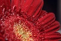 Natural background. Details of red flower Gerber macro photography. Macro view of abstract nature texture Royalty Free Stock Photo