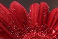 Natural background. Details of red flower Gerber macro photography. Macro view of abstract nature texture and background organic p