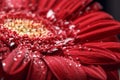 Natural background. Details of red flower Gerber macro photography. Macro view of abstract nature texture and background organic p Royalty Free Stock Photo