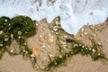Natural background of different seashells and algae on wet sand beach. Royalty Free Stock Photo