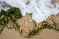 Natural background of different seashells and algae on wet sand beach. Royalty Free Stock Photo