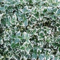 Natural background. Euonymus fortunei Emerald Gaiety with green and white leaves Royalty Free Stock Photo