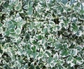 Natural background. Euonymus fortunei Emerald Gaiety with green and white leaves